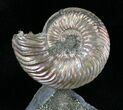 Quenstedticeras Ammonite Mounted on Base #28343-1